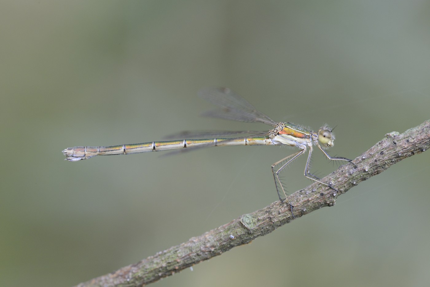 Lestes virens vestalis